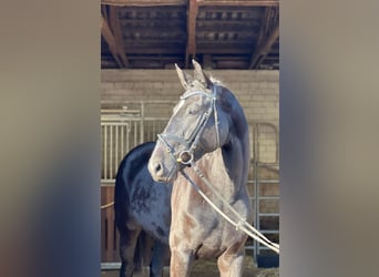 Westphalien, Jument, 4 Ans, 175 cm, Noir