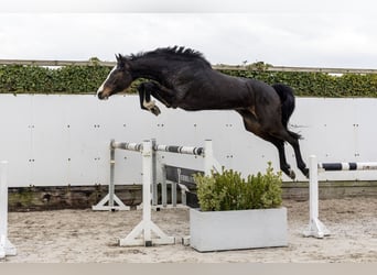 Westphalien, Jument, 4 Ans, 176 cm, Bai brun