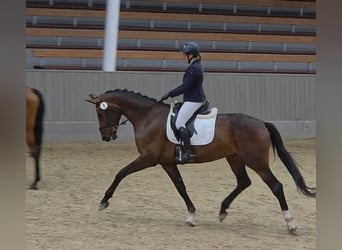 Westphalien, Jument, 4 Ans, 176 cm, Bai