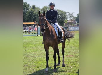 Westphalien, Jument, 4 Ans, 176 cm, Bai