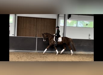 Westphalien Croisé, Jument, 4 Ans, Alezan brûlé