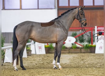 Westphalien, Jument, 4 Ans, Bai