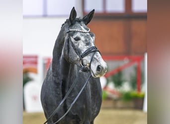 Westphalien, Jument, 4 Ans, Gris