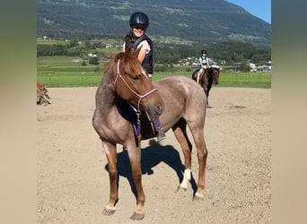 Westphalien, Jument, 5 Ans, 154 cm, Rouan Rouge