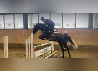Westphalien, Jument, 5 Ans, 159 cm, Gris noir
