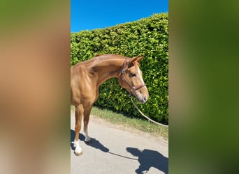 Westphalien, Jument, 5 Ans, 160 cm, Alezan brûlé