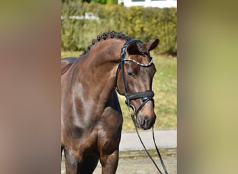 Westphalien, Jument, 5 Ans, 161 cm, Alezan brûlé