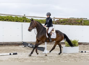 Westphalien, Jument, 5 Ans, 161 cm