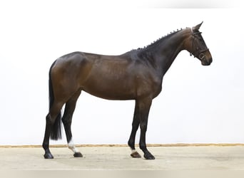 Westphalien, Jument, 5 Ans, 161 cm