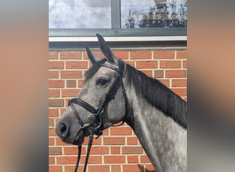 Westphalien, Jument, 5 Ans, 162 cm, Gris