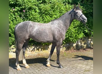 Westphalien, Jument, 5 Ans, 162 cm, Rouan bleu