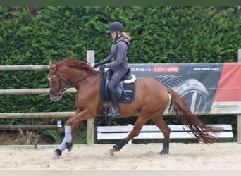 Westphalien, Jument, 5 Ans, 163 cm, Alezan