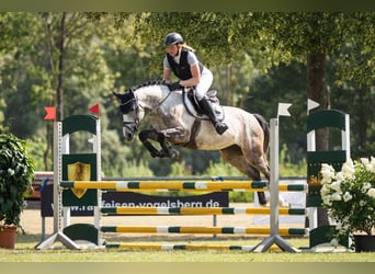 Westphalien, Jument, 5 Ans, 164 cm, Gris pommelé