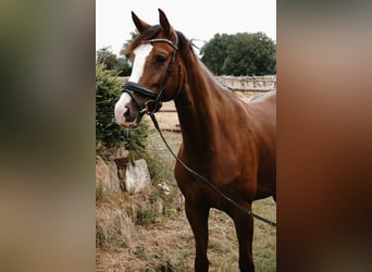 Westphalien, Jument, 5 Ans, 165 cm, Alezan brûlé
