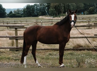 Westphalien, Jument, 5 Ans, 165 cm, Alezan brûlé