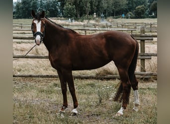 Westphalien, Jument, 5 Ans, 165 cm, Alezan brûlé