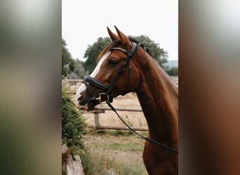 Westphalien, Jument, 5 Ans, 165 cm, Alezan brûlé