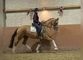 Westphalien, Jument, 5 Ans, 165 cm, Alezan