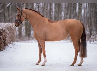 Westphalien, Jument, 5 Ans, 165 cm, Alezan