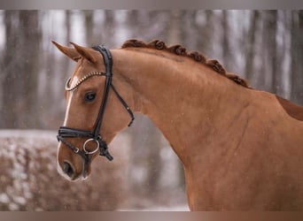 Westphalien, Jument, 5 Ans, 165 cm, Alezan