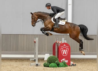 Westphalien, Jument, 5 Ans, 165 cm, Bai brun