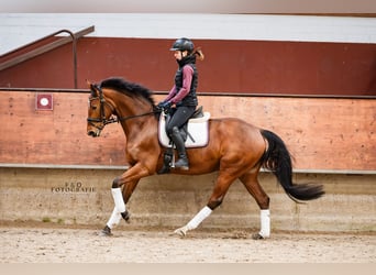 Westphalien, Jument, 5 Ans, 165 cm, Bai