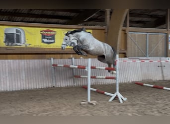 Westphalien, Jument, 5 Ans, 165 cm, Gris