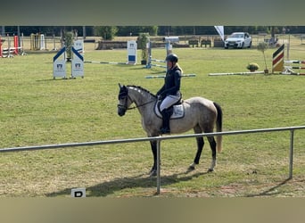 Westphalien, Jument, 5 Ans, 165 cm, Gris