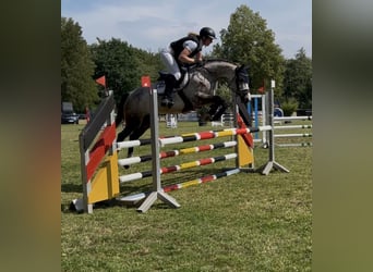 Westphalien, Jument, 5 Ans, 165 cm, Gris