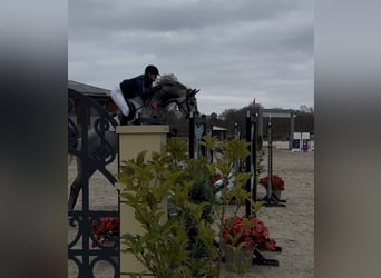 Westphalien, Jument, 5 Ans, 165 cm, Gris pommelé