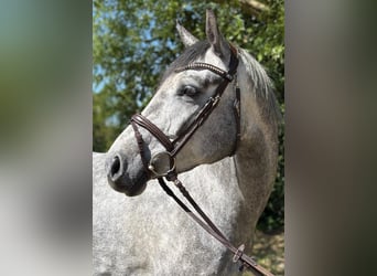 Westphalien, Jument, 5 Ans, 165 cm, Gris pommelé