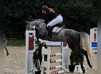 Westphalien, Jument, 5 Ans, 165 cm, Rouan bleu