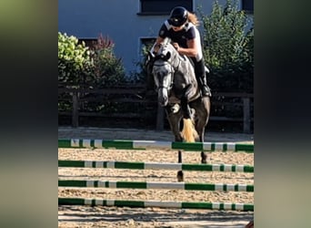 Westphalien, Jument, 5 Ans, 165 cm, Rouan bleu