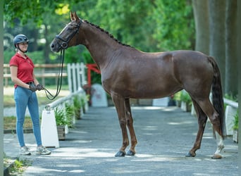 Westphalien, Jument, 5 Ans, 166 cm, Alezan brûlé