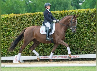 Westphalien, Jument, 5 Ans, 166 cm, Alezan brûlé