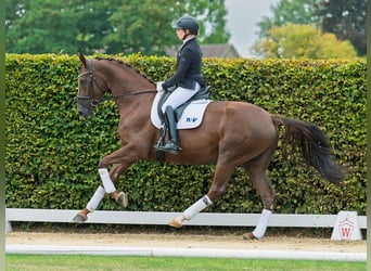 Westphalien, Jument, 5 Ans, 166 cm, Alezan brûlé
