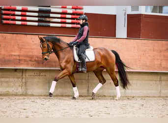 Westphalien, Jument, 5 Ans, 166 cm, Bai