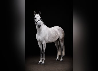Westphalien, Jument, 5 Ans, 166 cm, Gris
