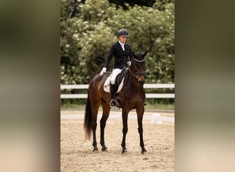 Westphalien, Jument, 5 Ans, 167 cm, Bai brun