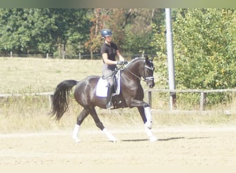 Westphalien, Jument, 5 Ans, 167 cm, Noir