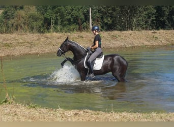 Westphalien, Jument, 5 Ans, 167 cm, Noir