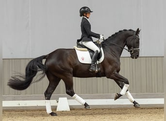 Westphalien, Jument, 5 Ans, 167 cm, Noir