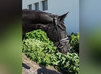 Westphalien, Jument, 5 Ans, 167 cm, Noir