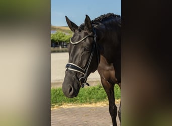 Westphalien, Jument, 5 Ans, 167 cm, Noir