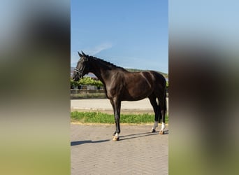 Westphalien, Jument, 5 Ans, 167 cm, Noir