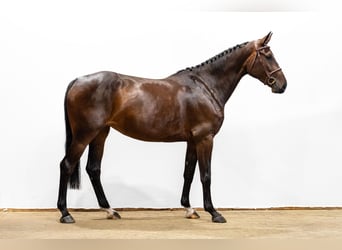 Westphalien, Jument, 5 Ans, 168 cm, Bai brun