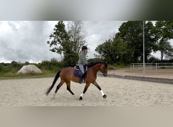 Westphalien, Jument, 5 Ans, 168 cm, Bai