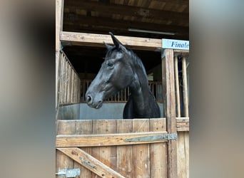 Westphalien, Jument, 5 Ans, 168 cm, Noir