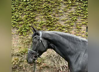 Westphalien, Jument, 5 Ans, 169 cm, Noir