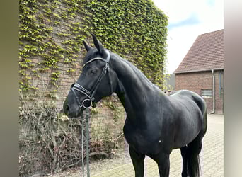Westphalien, Jument, 5 Ans, 169 cm, Noir